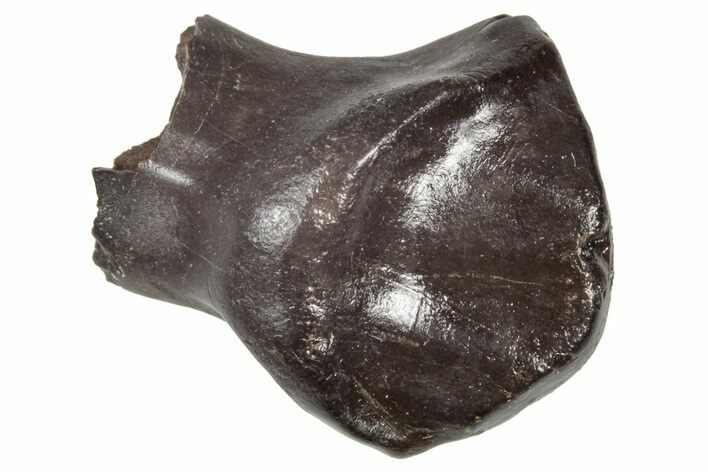 Fossil Nodosaurid (Denversaurus) Tooth - Montana #341034